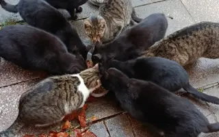 Plná miska = šance přežít