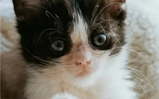 Zachraňme 2 miliony koťat