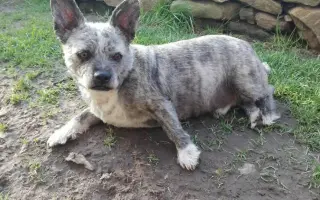 Léky a operace pro Šmudlu