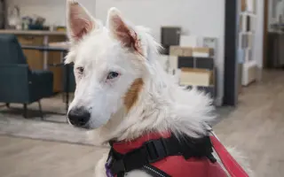 Podpořte vybudování centra, aby i slepí a hluší pejsci našli bezpečný domov