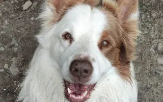 Pomozme prosím Rastikovi na nohy 🩵