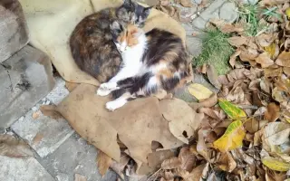 🚐 Naplníme společně auto nadějí pro psy a kočky bez domova 🐾❤️