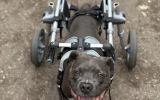 Dobbyho invalidní vozíček a rehabilitace