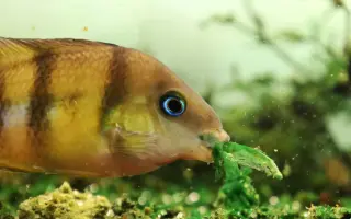 Vytvořme rybkám lepší domov!