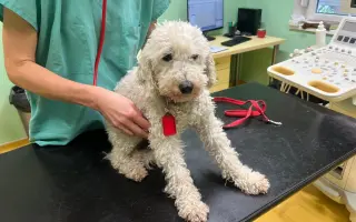 Operace pro Chanelku 💜