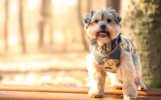 Naděje pro našeho Samíka 🐶