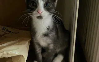 Pomozte zachránit roční Olivku v boji s FIP a FeLV♥️