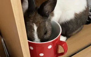 Králíčkovi Kájovi na operaci zubů