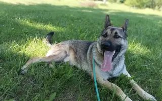 Veterinární pomoc naším svěřencům