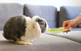 Pomozte Rangerovi žít znovu bez bolesti