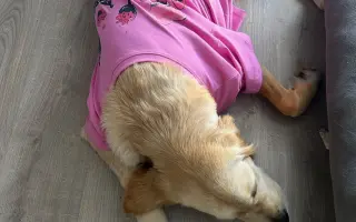Bibi chce zase běhat