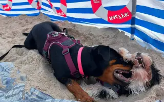 Zachraňme šestiměsíční Freyušku. Chce dál běhat a objevovat svět
