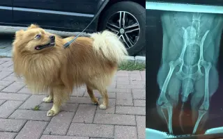 Pomozme Rikymu znovu běhat