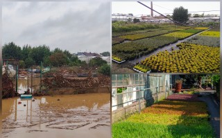 Pomoc rodinnému zahradnictví a květinářství po povodni