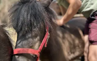 Pomozme třem statečným poníkům ke zdraví, které si sami vyběhat nemohou