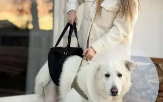 Dvě kolínka pro Oriho. Pomozte Orimu na tlapky