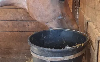 Zubař pro Taru