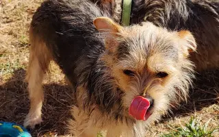 Pomoc pro pejsky čekající na nový domov