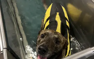 Pomozte Neekouškovi zachránit tlapku