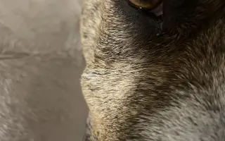 Pomůžete prosím dvěma psím dušičkám bojovat dál o každý společný den?