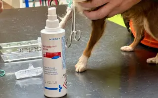 Pomozme Xyrušče znovu běhat 🐾♥️