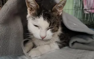 KOČIČKY V NOUZI - POMOZTE NÁM ZACHRÁNIT JEJICH ŽIVOTY