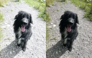 Pomáháme opuštěným a týraným psům najít cestu domů 🩷