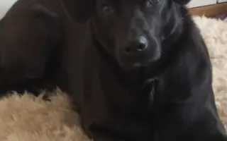 Sárinka bojuje o život se zákeřnou nemocí, prosím o pomoc🙏🐶❤️