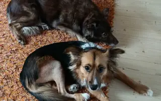 Pomozme Sourince uzdravit se a znovu pomáhat dětem ❤️