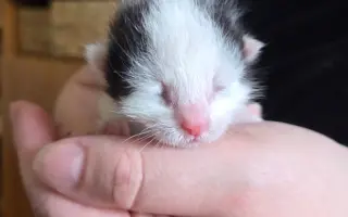 Staňte se nadějí pro kočičky bez domova