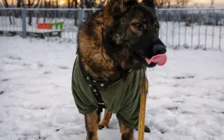 Léčba, která nekončí - Fůrie