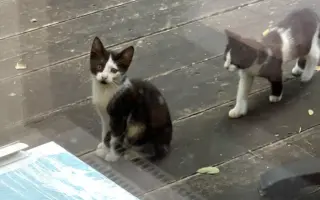 Pomozte sedmi kočkám zachráněných z ulice