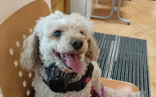 Spřízněné duše – léčba pro maxi a mini fenku ❤️