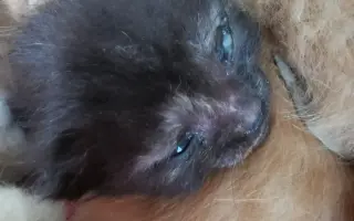 Pomozte nám zvládnout obrovské veterinární náklady 💔🙏🙏🙏