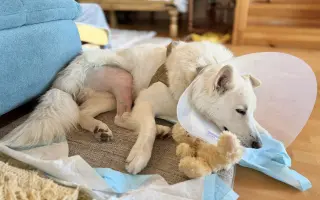 Dvě kolínka pro Oriho. Pomozte Orimu na tlapky