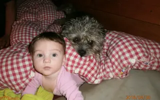 Léky a operace pro Šmudlu