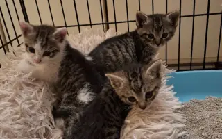 ZACHRAŇME KOŤÁTKA PŘED ZIMOU!