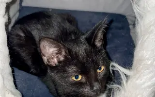 Pomozte❤️ Srdce pro zvířata - naděje pro opuštěné