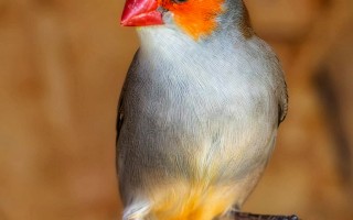 Podpořte rozvoj ptačího parku Ornipark