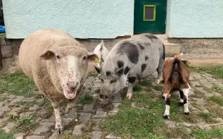Pomozte nám naplnit jesle zachráněným ovcím a kozám z Farmy Kapsa
