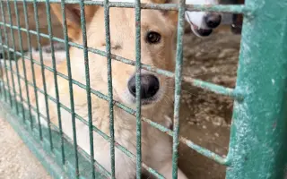 Veterinární péče pro psy v útulku - podzim 2026