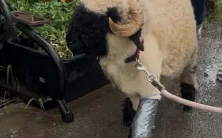 Pomozte beránkovi Knedlíčkovi opět běhat s dětmi.🤍