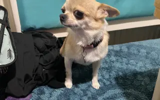 Pomozme Ajri zpátky na nohy