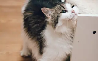 Ať se dočká každá kočka