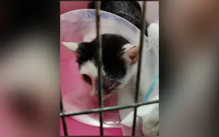 Nekonečný boj o záchranu zvířecích životů 😢