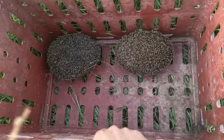 Záchrana srnčat a dalších zvířat před jistou smrtí při senoseči