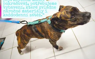 Pomozte nám s vývojem postrojů pro psy, kterým nesedí tabulkové velikosti