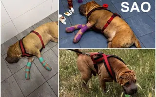 🙏🐾 Prosíme: "Pomozte nám uhradit veterinární péči pro pejsky bez domova." 🐾🙏