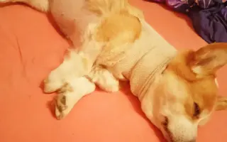 Pomozme Hanny znovu žít, život který miluje