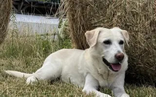 Pomozme Jackovi zase běhat bez bolesti - komplikace po operaci